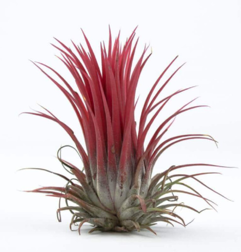 Тилландсия Ионанта Красная (Tillandsia Ionantha Red)