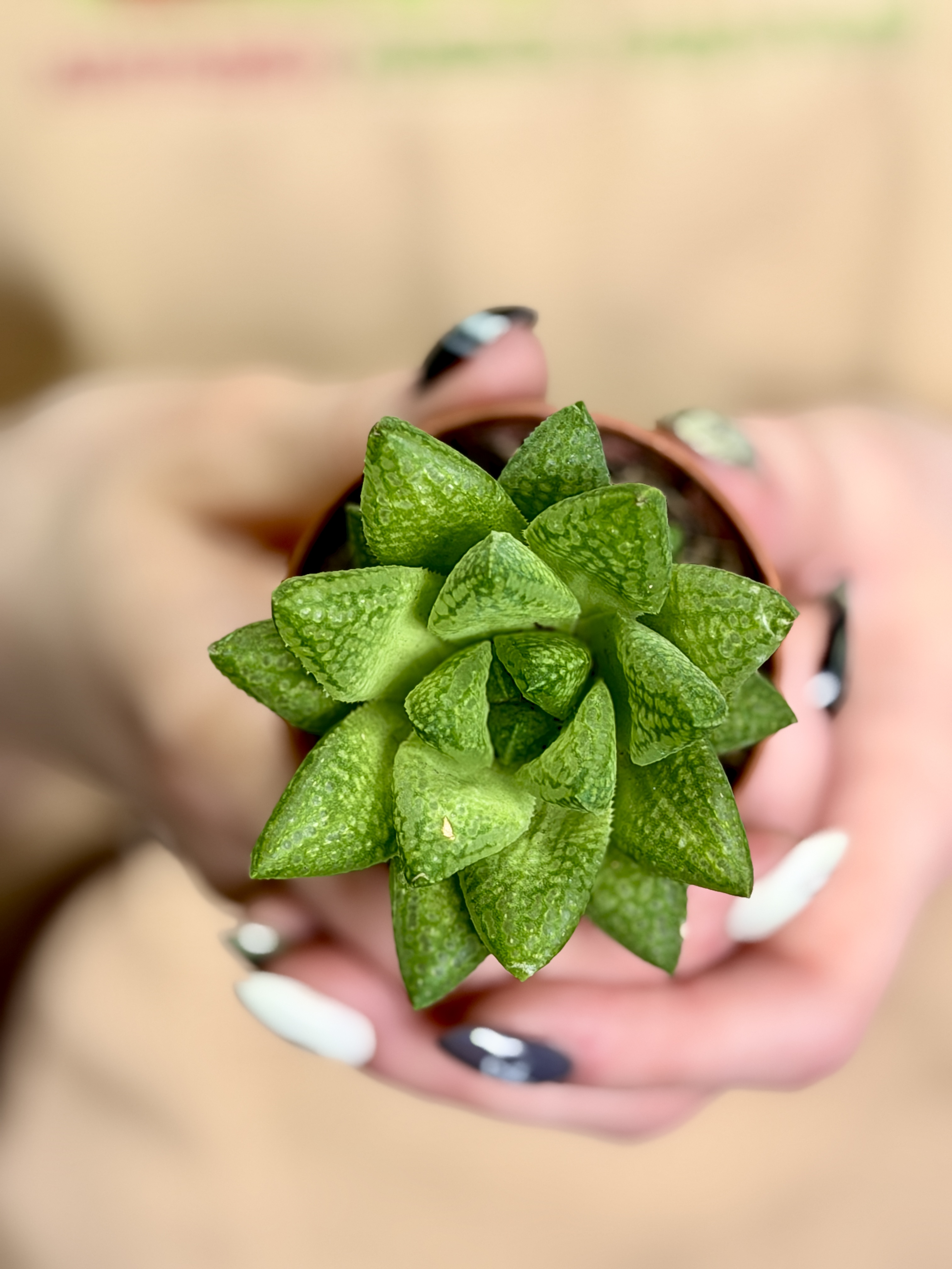 Хавортия Тургида (Haworthia Turgida) D5см