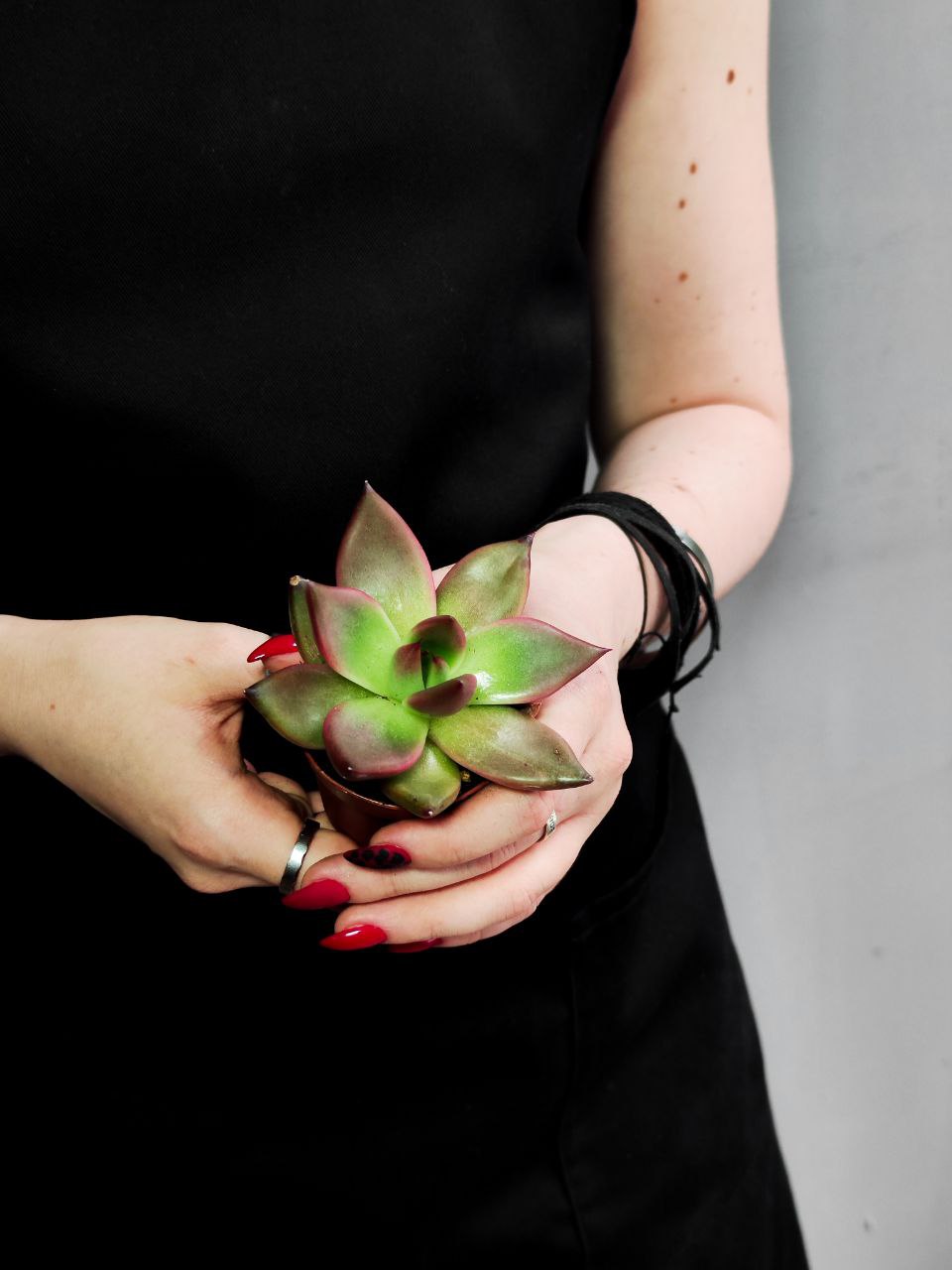 Эхеверия Марс Галакси (Echeveria Mars Galaxy) D5см