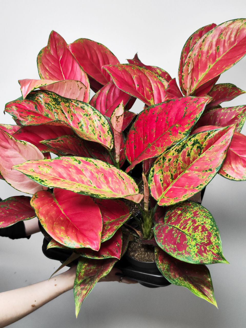 Аглаонема Ред Руби (Aglaonema Red Ruby) D12см