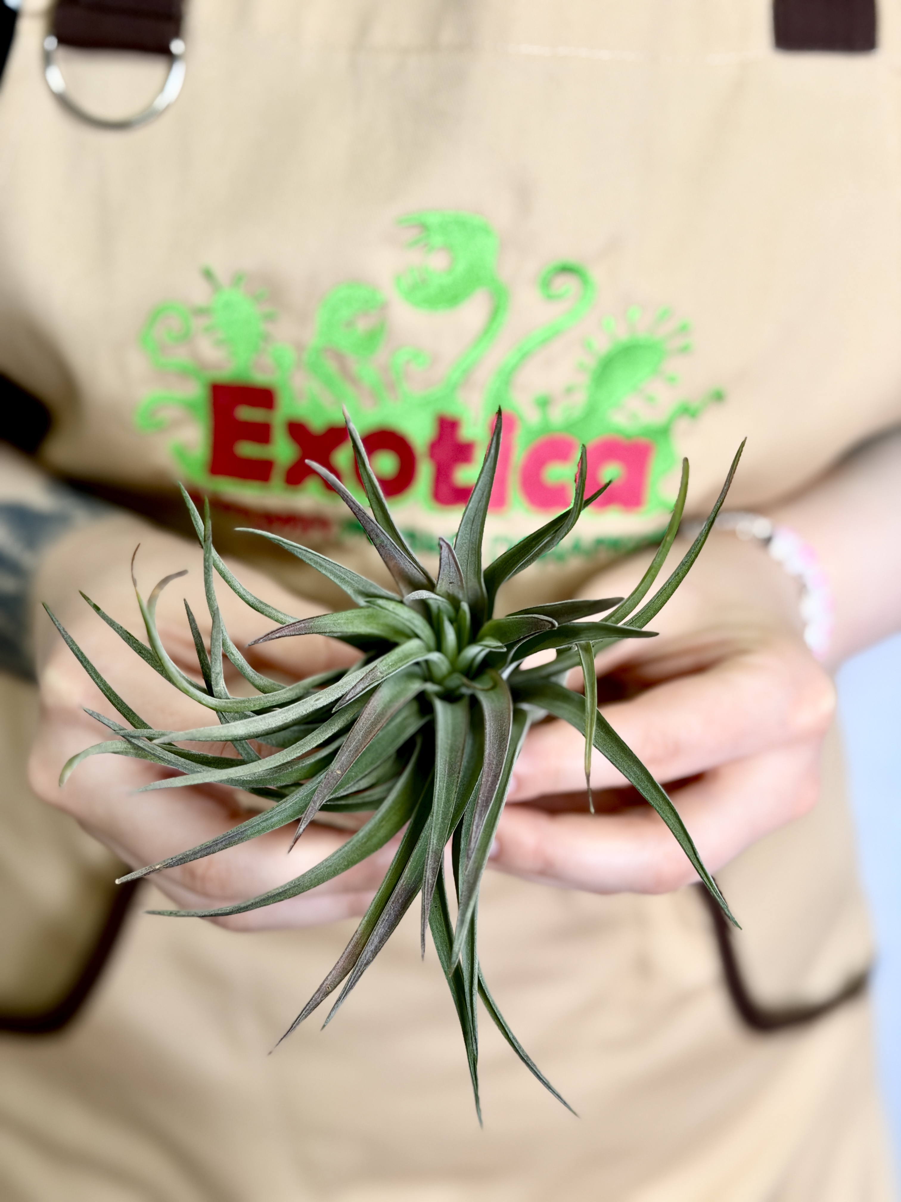 Тилландсия Велютина (Tillandsia Velutina)