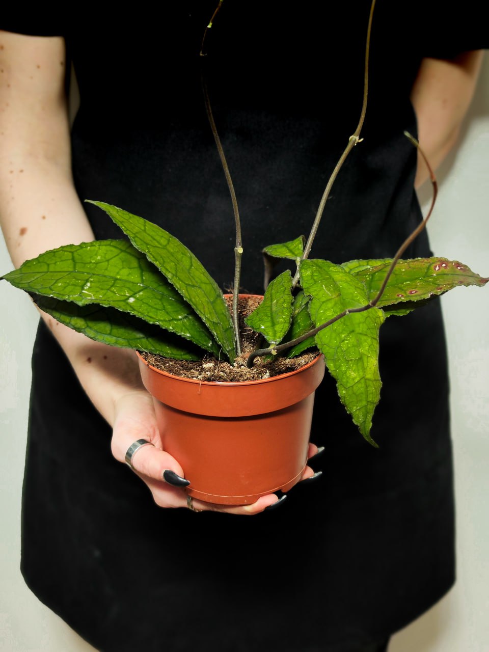 Хойя Клемензиорум Дарк Лиф (Hoya Clemensiorum Dark Leaf) D10см