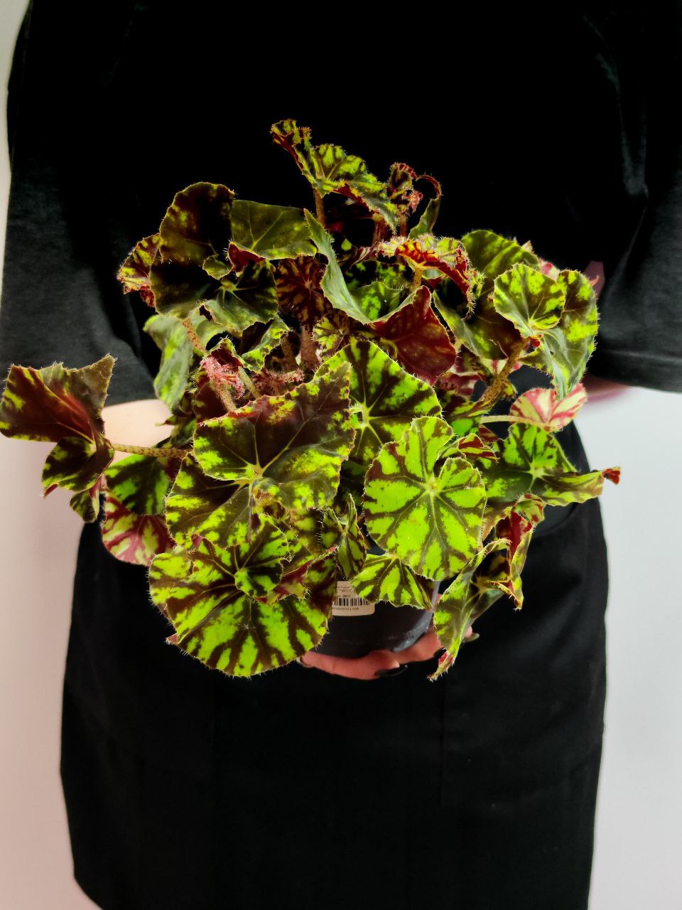 Бегония Бауэра Тигровая (Begonia Bowerae "Tiger")  D12см