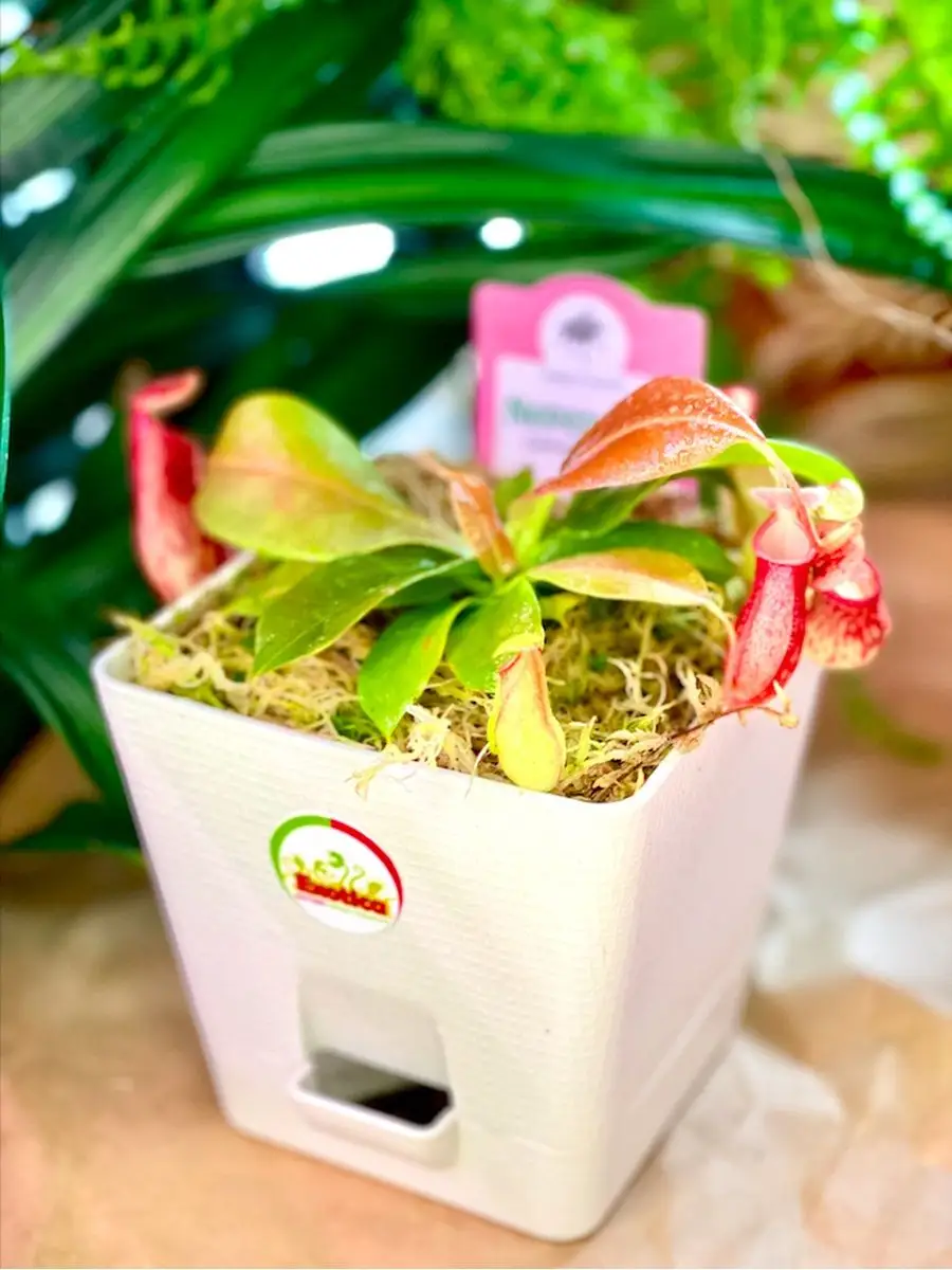 Непентес Гая (лат. Nepenthes Gaya) пересаженный D12см