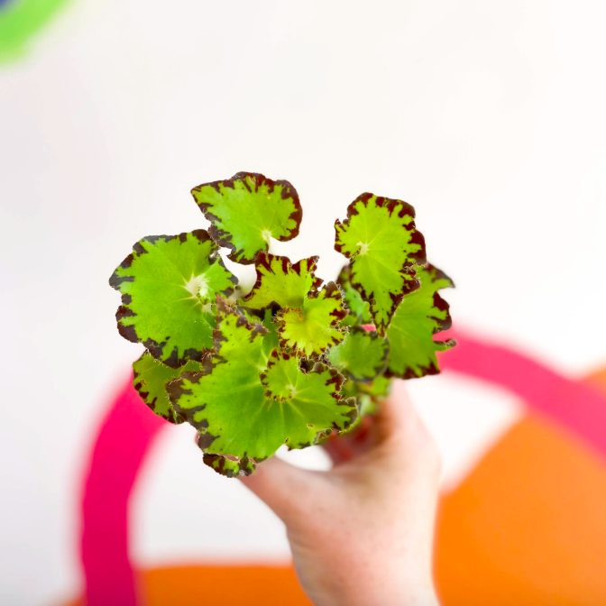 Бегония Рекс Ред Джайв (Begonia Rex Red Jive) D6см