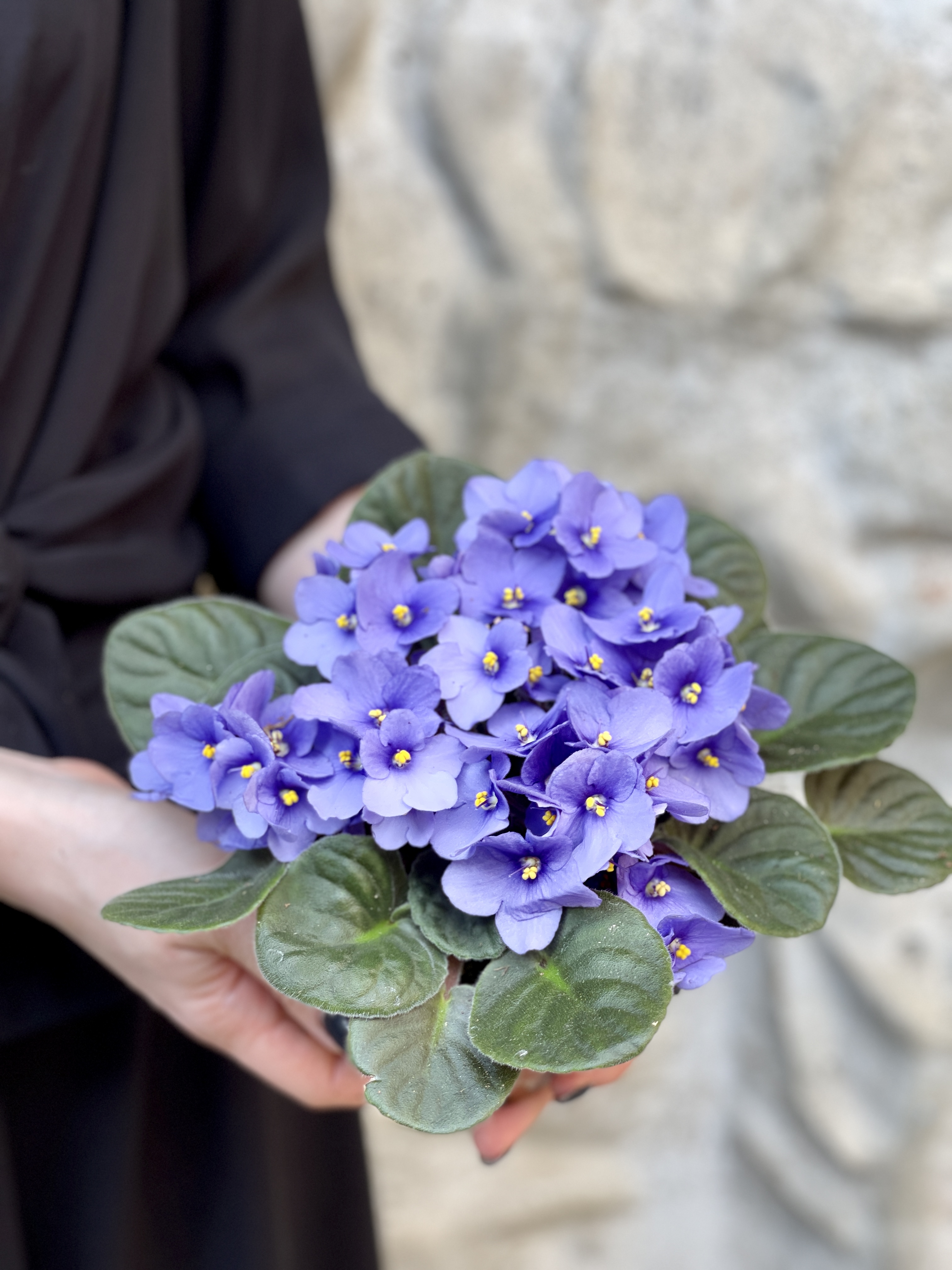 Сенполия Васильковая, или Фиалка (Saintpaulia Blue) D10см