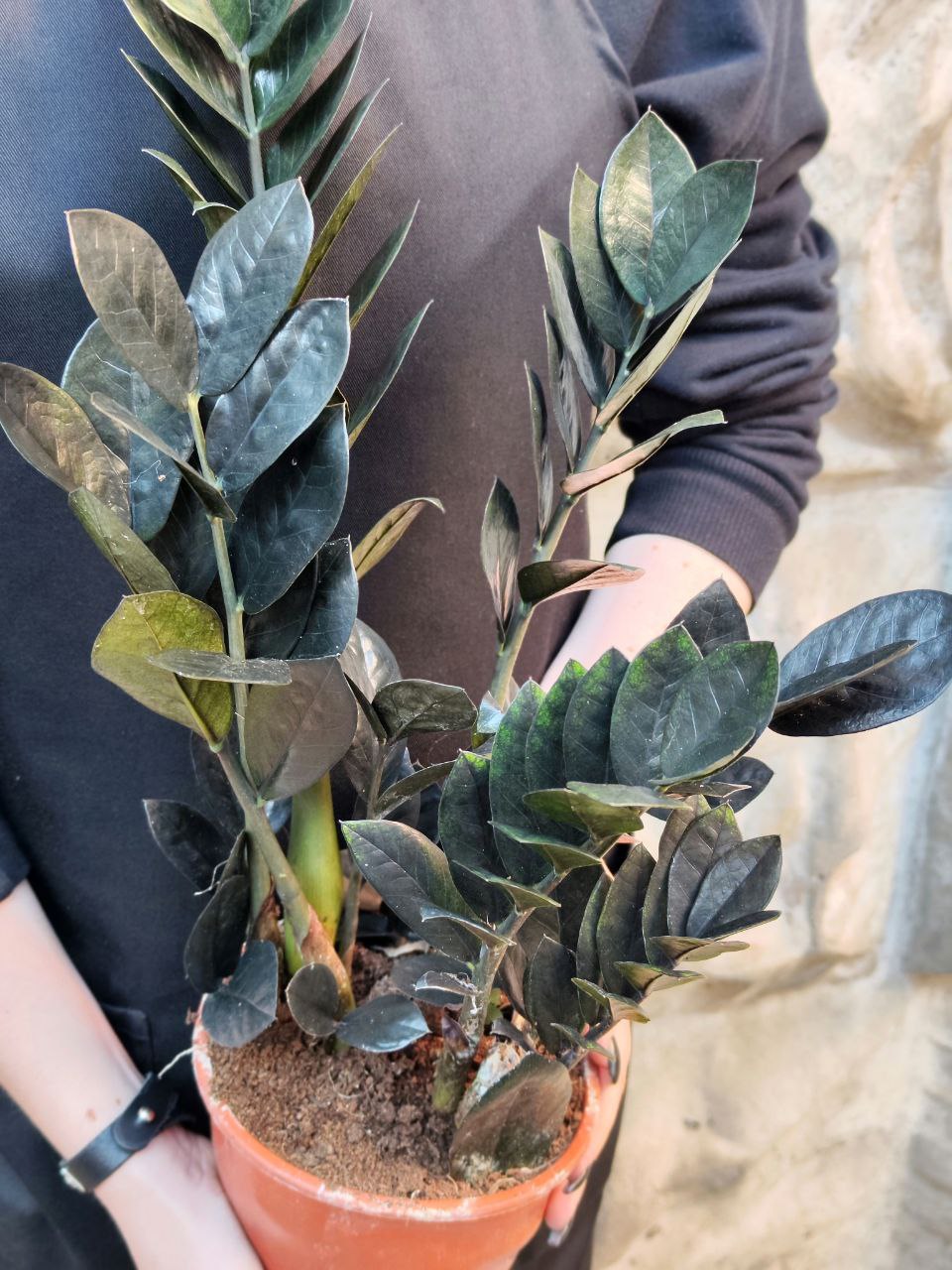 Замиокулькас Равен (Zamioculcas Raven) D14см