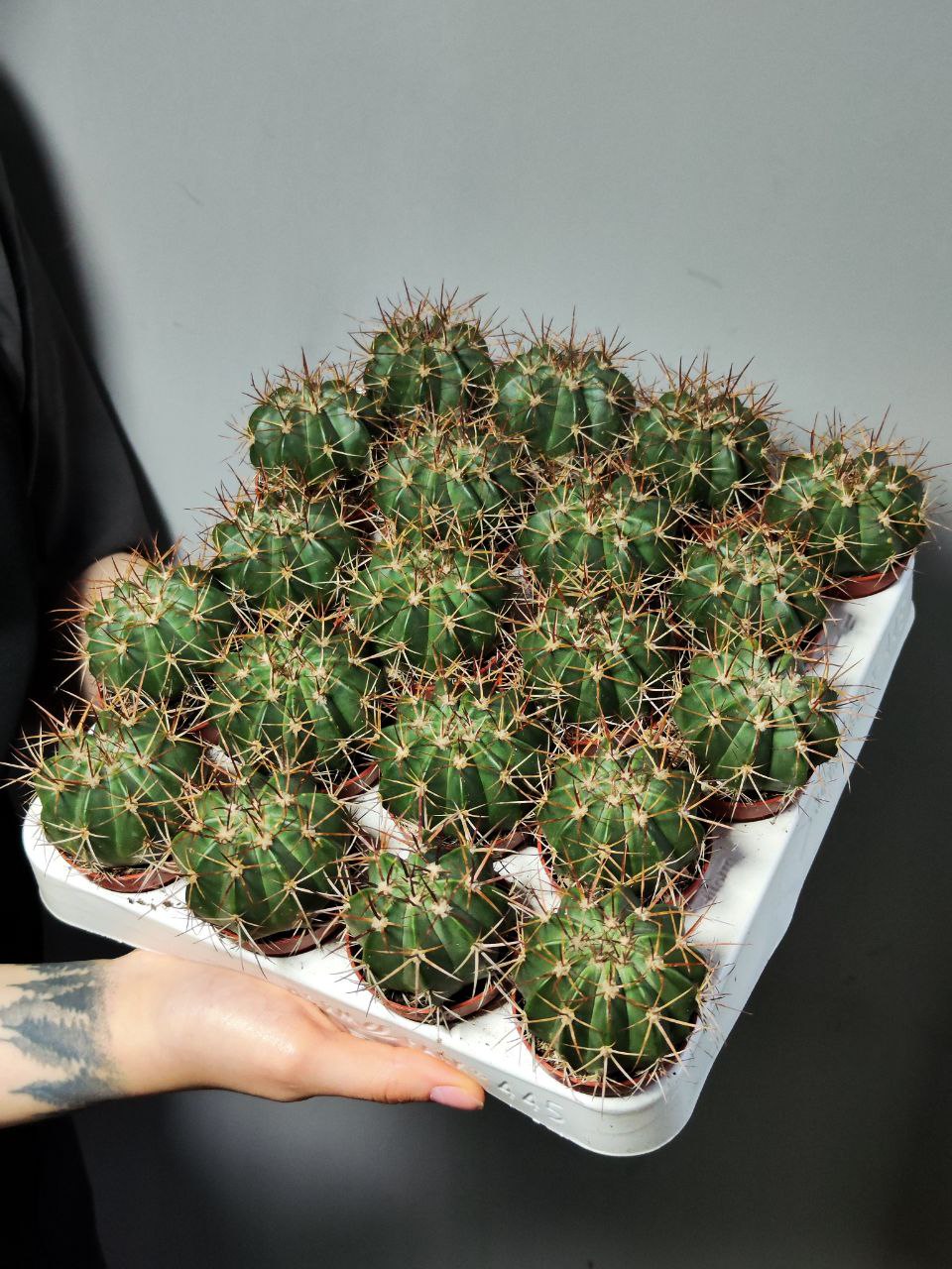 Мелокактус Байский (Melocactus Bahiensis) D5см