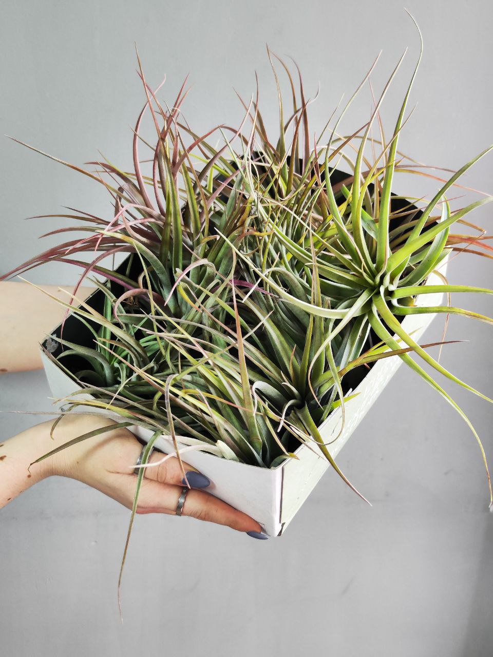 Тилландсия Мэджик  (Tillandsia Magic)