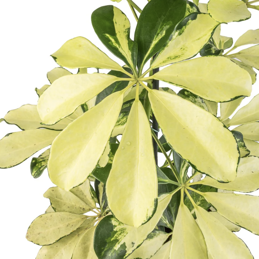 Шеффлера Мелани (Schefflera Melanie) D12см