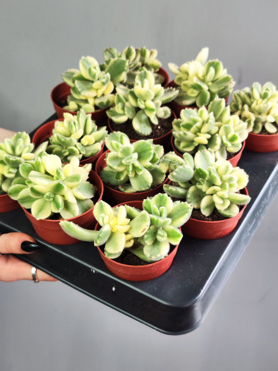 Котиледон Томентоза Леди Смит Вариегатный (Cotyledon Tomentosa Subsp. Ladismithiensis) D6,5см