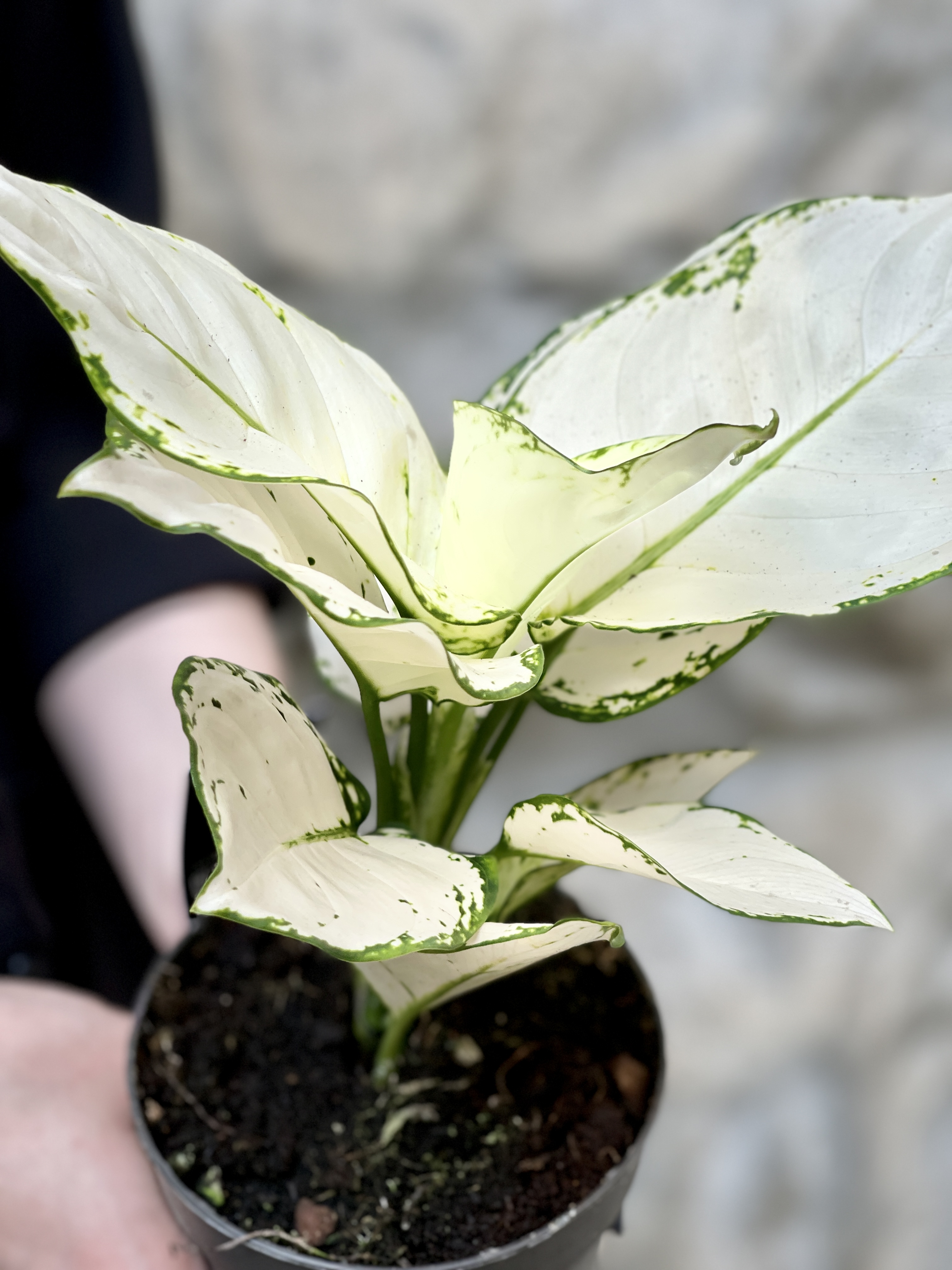 Аглаонема Вайт Джой (Aglaonema White Joy) D12см