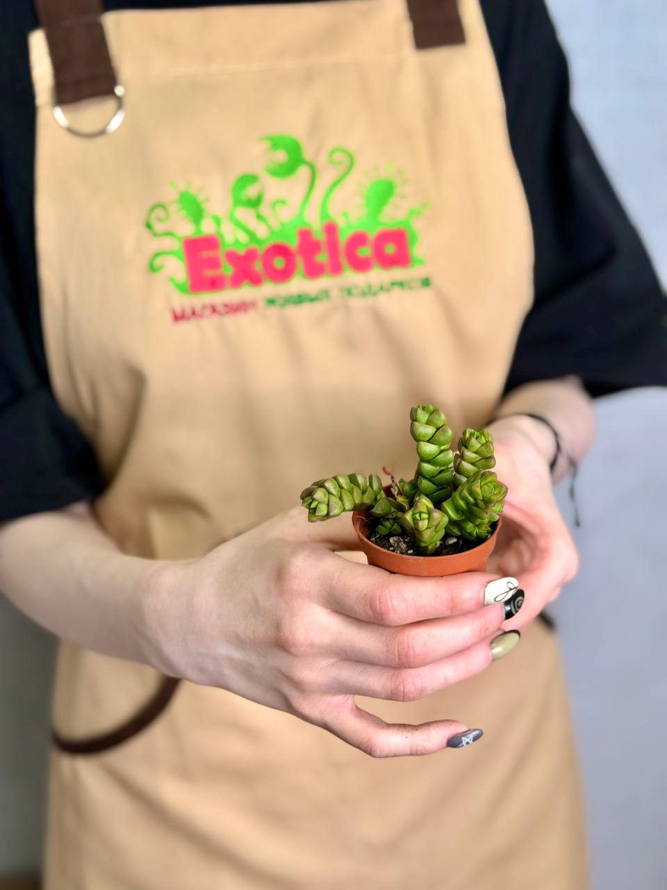 Крассула Колумелла (Crassula Columella) D5см