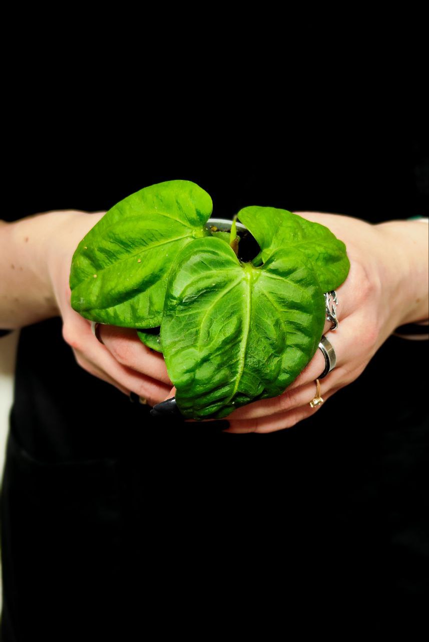 Антуриум Вилленаорум (Anthurium Villenaorum) D6см
