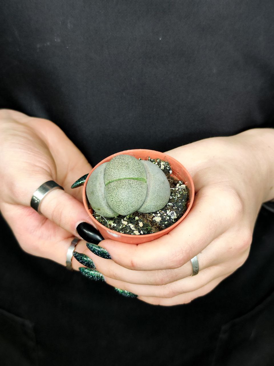 Плейоспилос Нелли Одиночный (Pleiospilos Nelii) D5см
