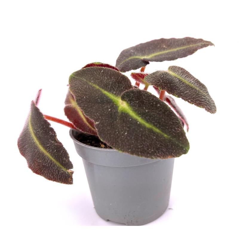 Бегония Рекс Листада (Begonia Listada Rex) D6см