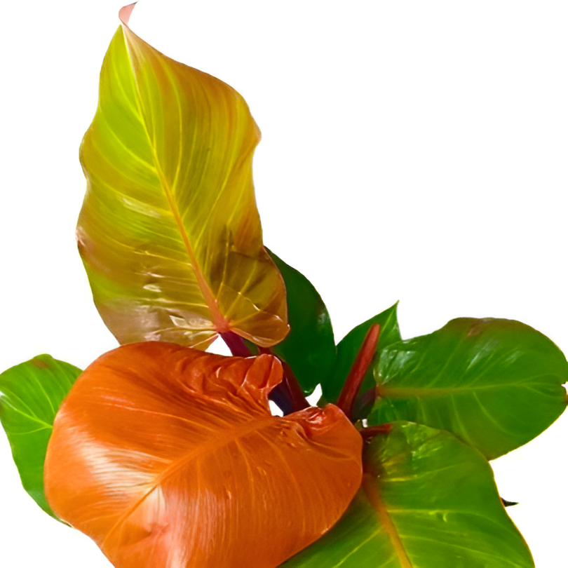 Филодендрон Санлайт (Philodendron Sunlight) D6см