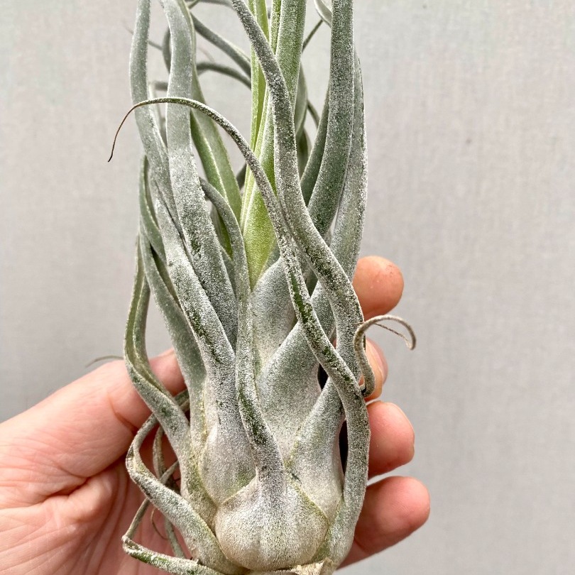 Тилландсия Элерсиана (Tillandsia Ehlersiana) XXXL