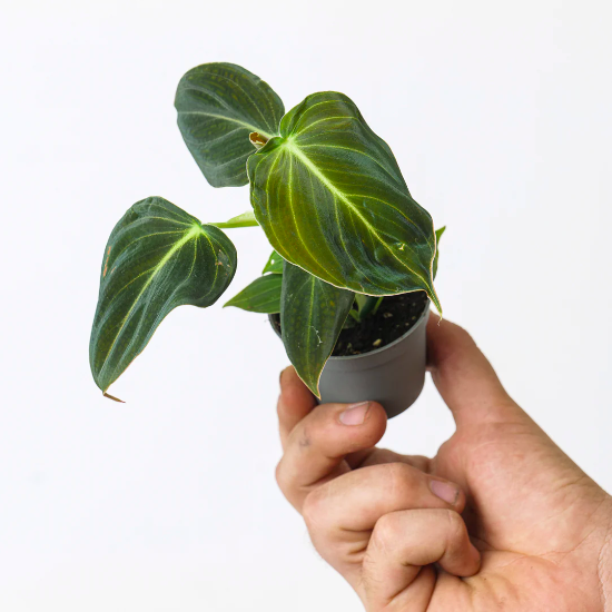 Филодендрон Меланохризум (Philodendron Melanochrysum) D6см