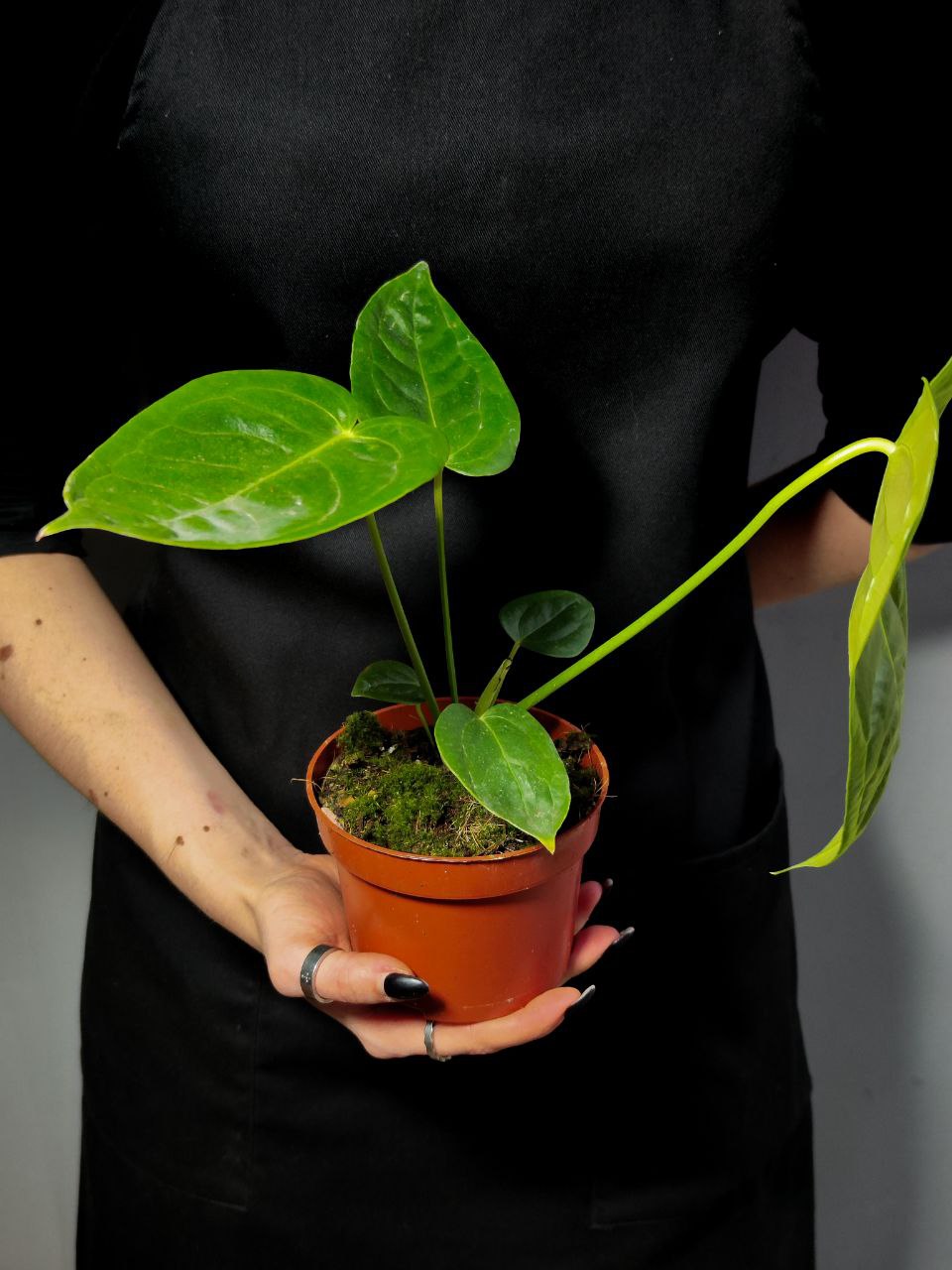 Антуриум Вейча, или Король Антуриум (Anthurium Veitchii) D12см