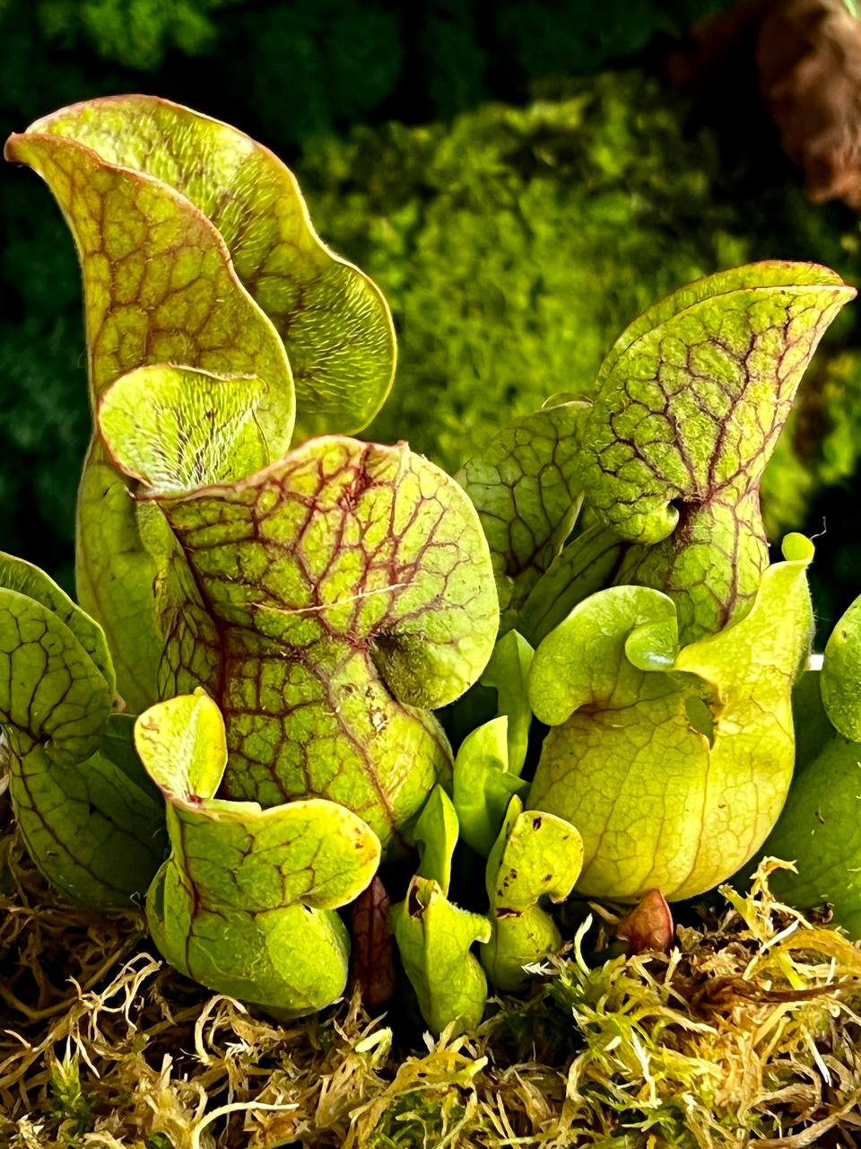 Саррацения Веноза Зеленая (Sarracenia Venosa Green) пересаженная D12см