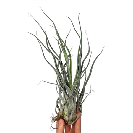 Тилландсия Элерсиана (Tillandsia Ehlersiana) XXXL
