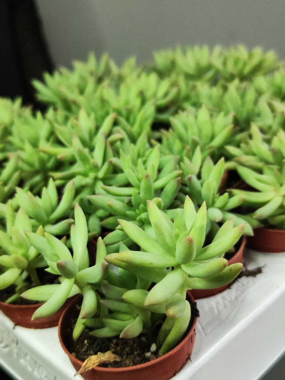 Седум Моргана Магнум (Sedum Morganianum) D5см