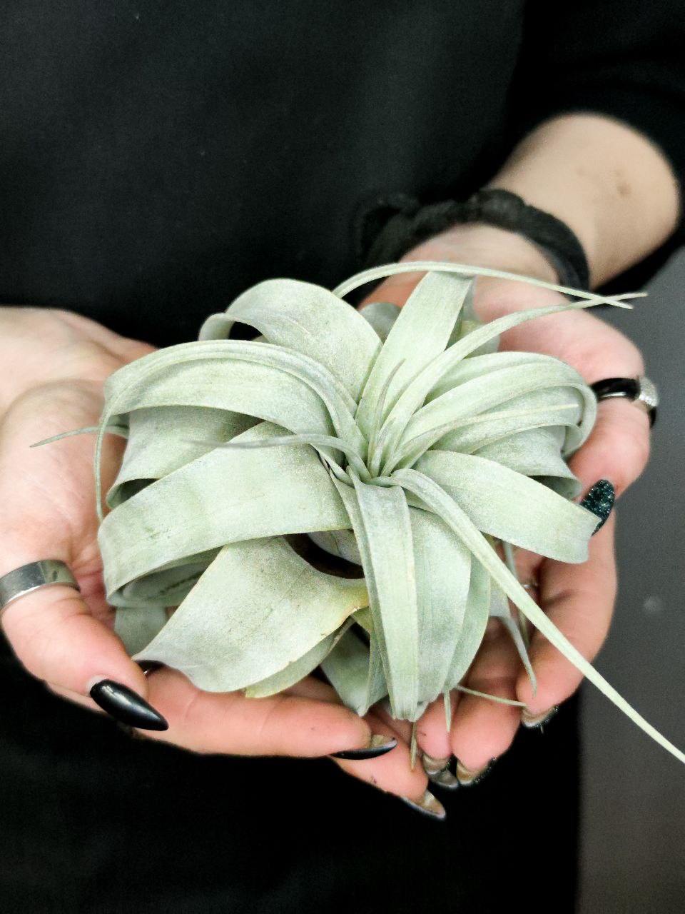 Тилландсия Ксерографика (Tillandsia Xerographica)