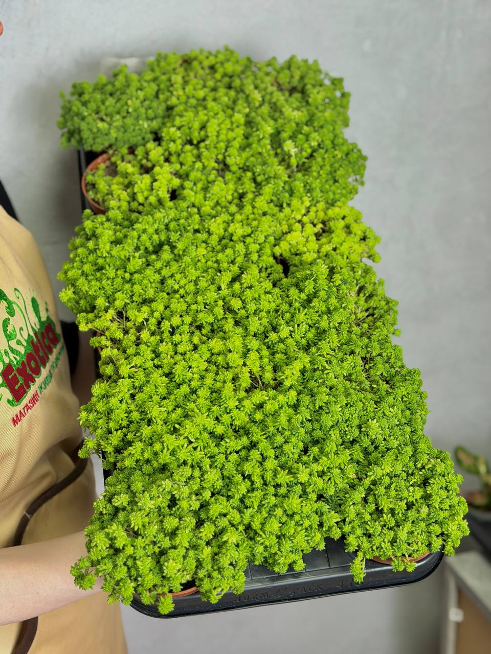 Седум Токио Сан, или Токийское Солнце (Sedum Tokyo Sun) D8,5см