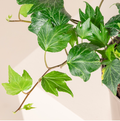 Хедера Хеликс Грин, Плющ (Hedera Helix Green) D6см