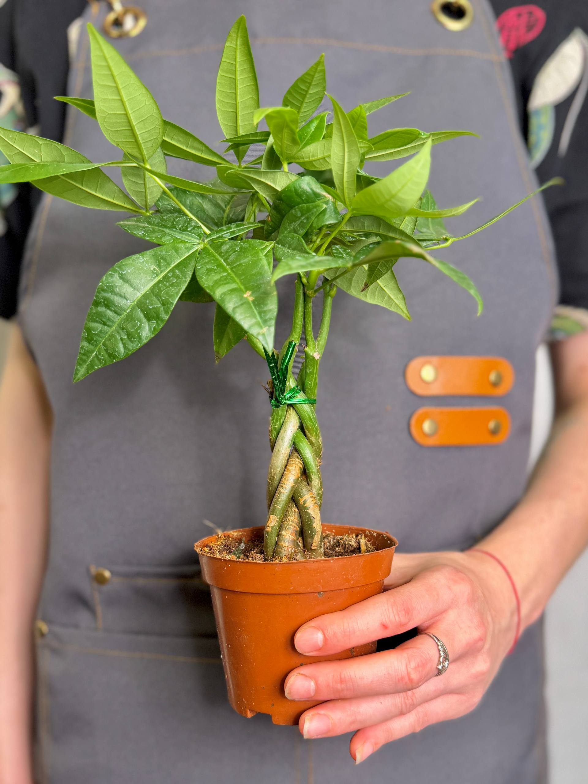 Пахира Акватика, Скрученный Стебель (Pachira Aquatica Twisted Stem) D9см