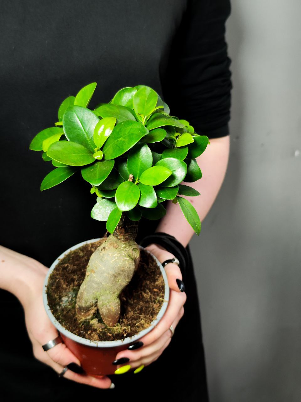 Фикус Микрокарпа (Ficus Мicrocarpa) D12см