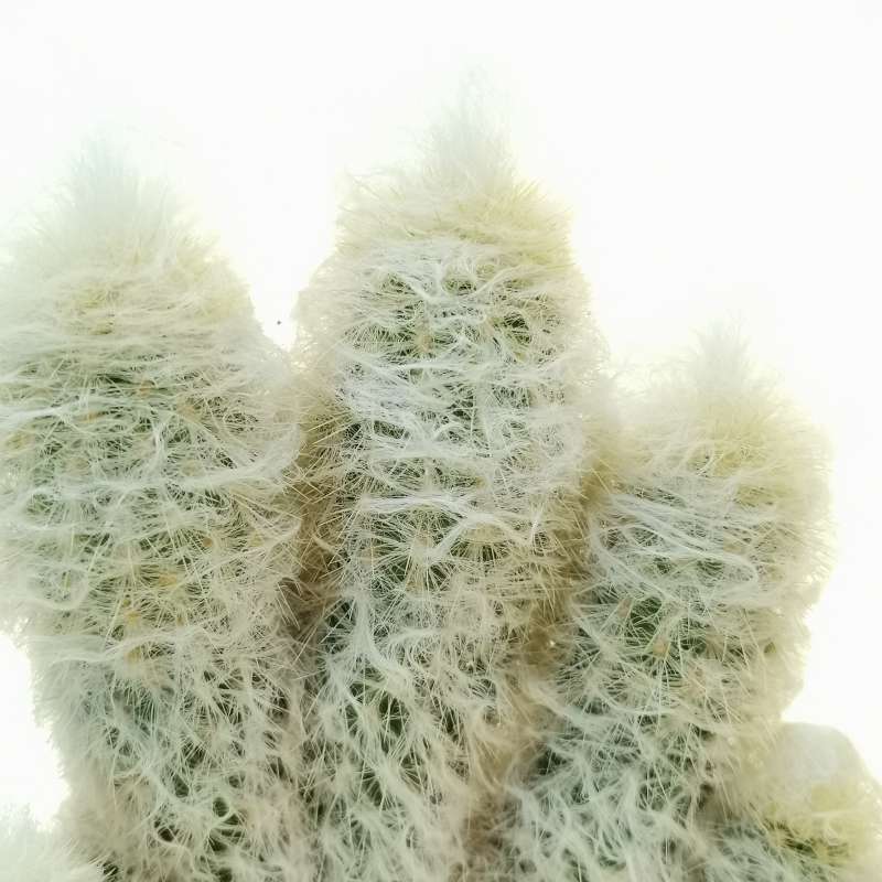 Кактус Аустроцефалоцереус Дибовского Груп (Austrocephalocereus Duwboyskii Group) D5см