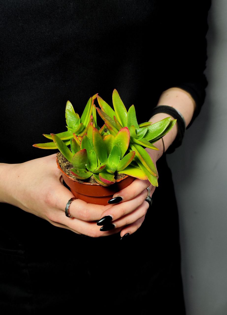 Крассула Капителла Кэмпфайер Ред (Crassula Capitella Campfire Red) D8,5см