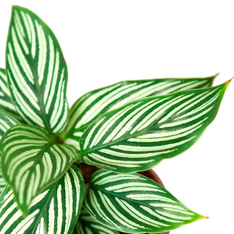 Калатея Витатта (Calathea Species Vittata) D12см