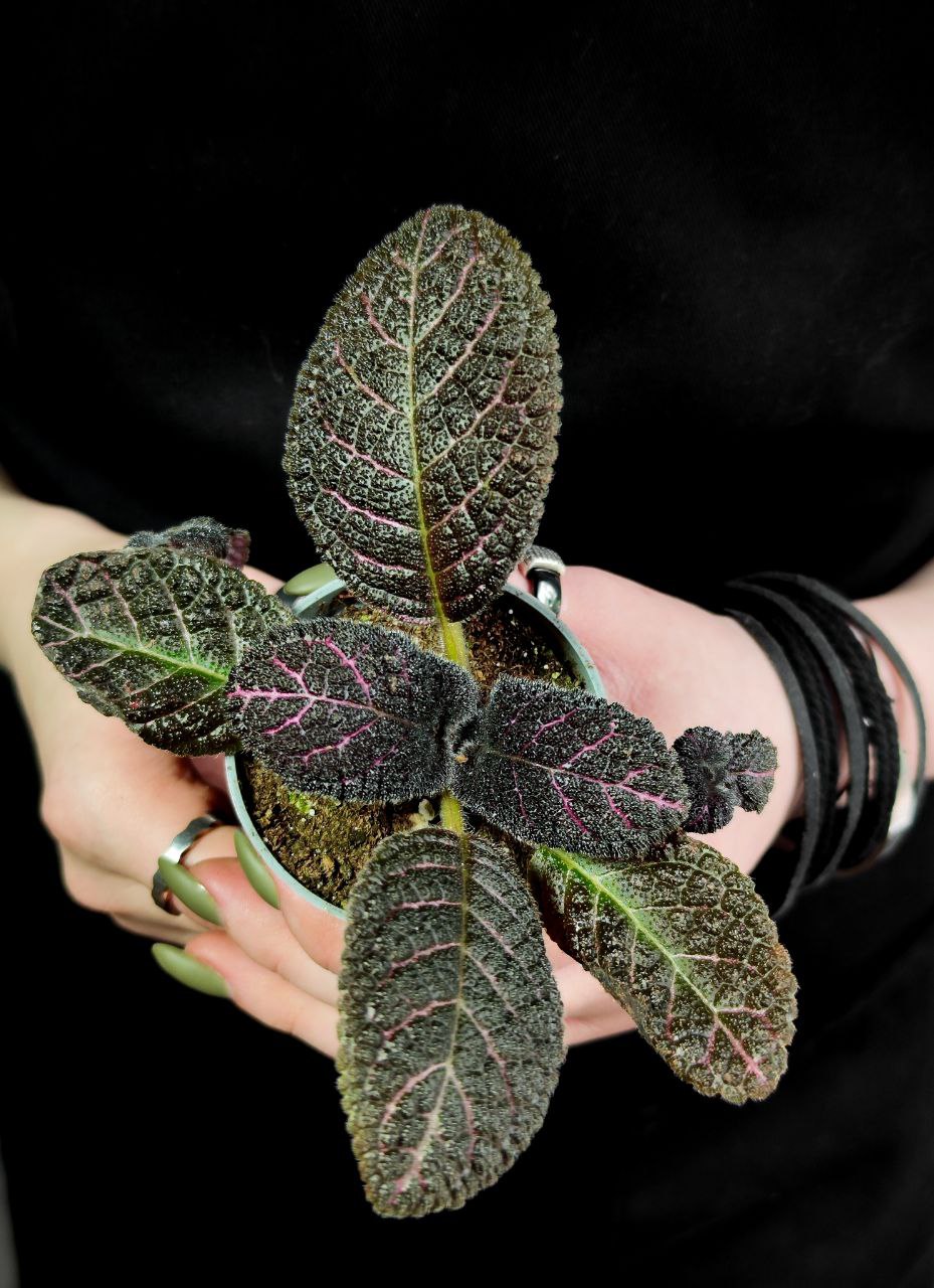Эписция Медно-Красная (Episcia Cupreata Copper) D6см