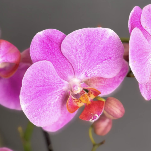 Орхидея Фаленопсис Пурпл Пинк (Phalaenopsis Purple Pink) D9см