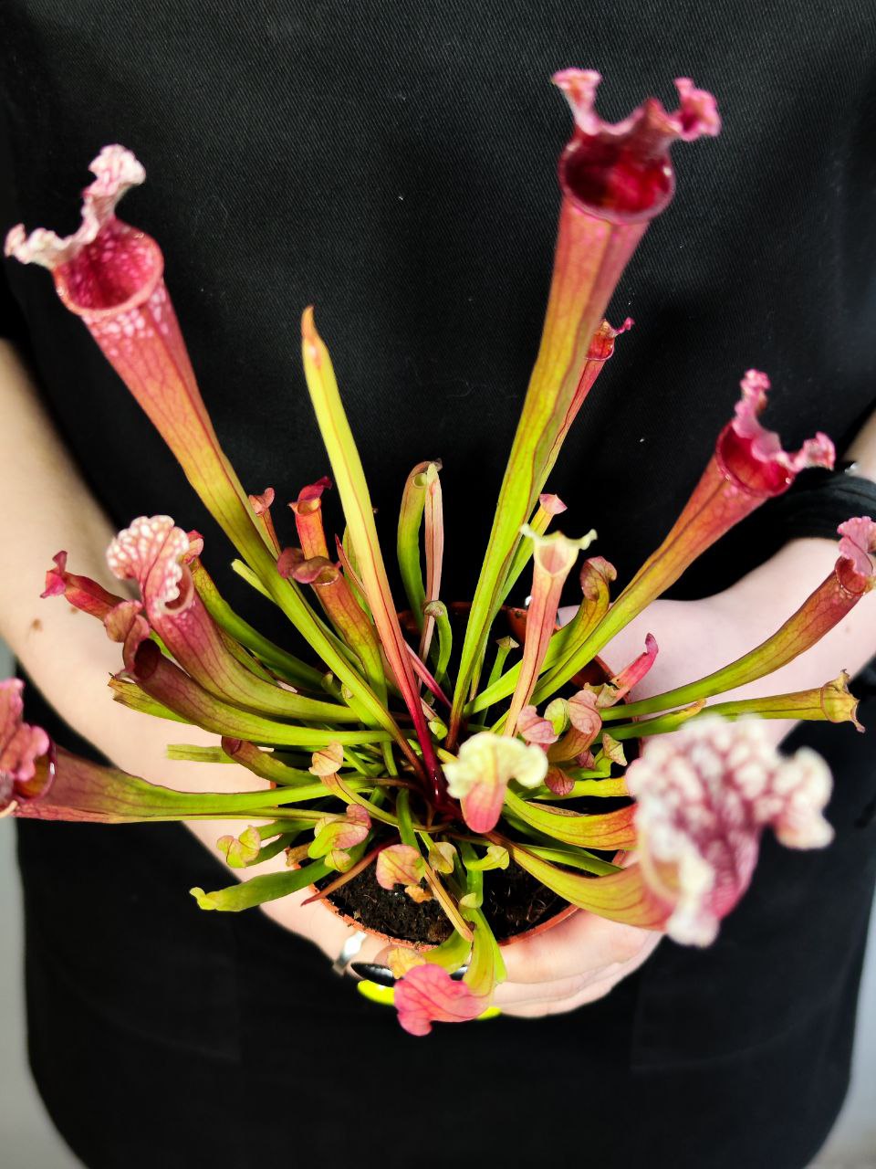 Саррацения Стивенси (Sarracenia Stevensii) D9см
