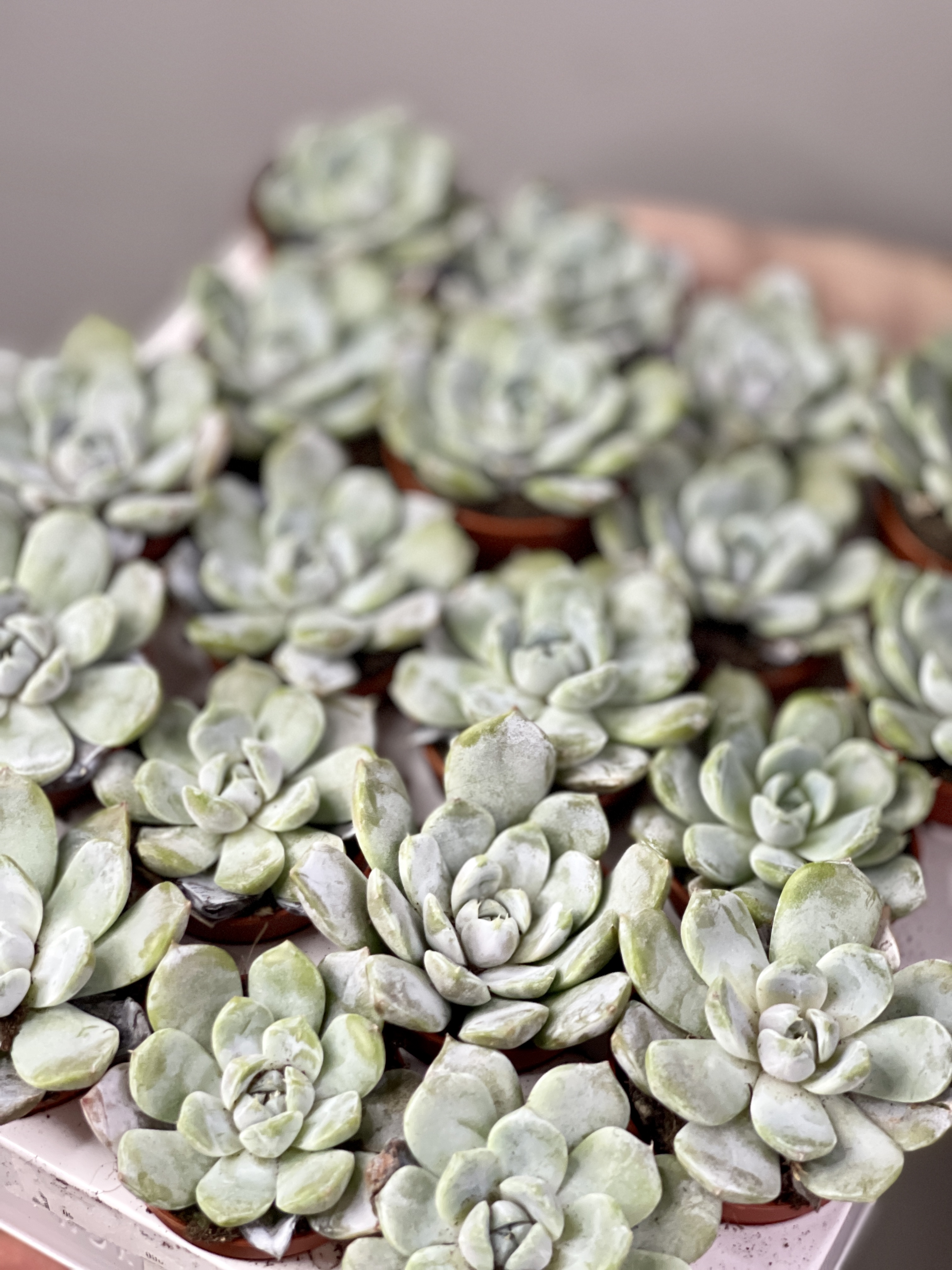 Эхеверия Сноу Банни (Echeveria Snow Bunny) D5см