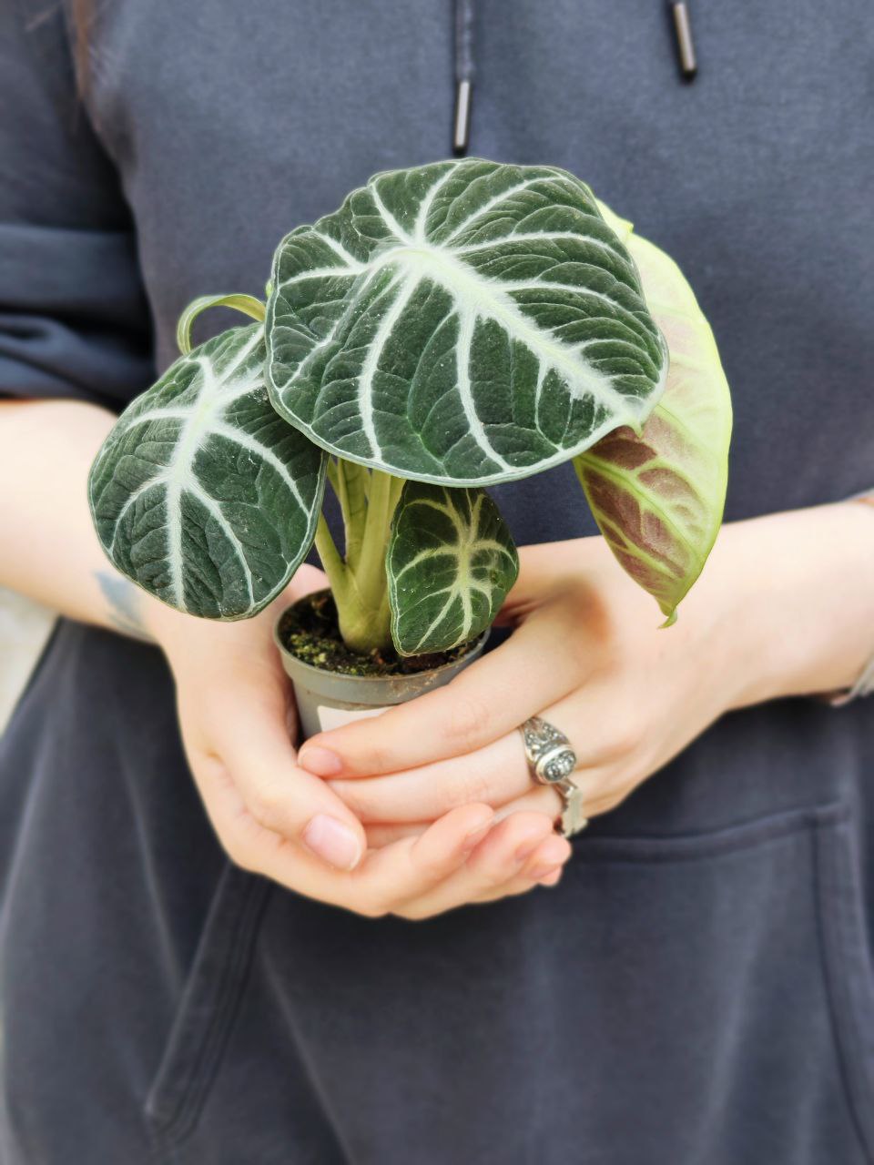 Алоказия Ниндзя (Alocasia Ninja) D6см