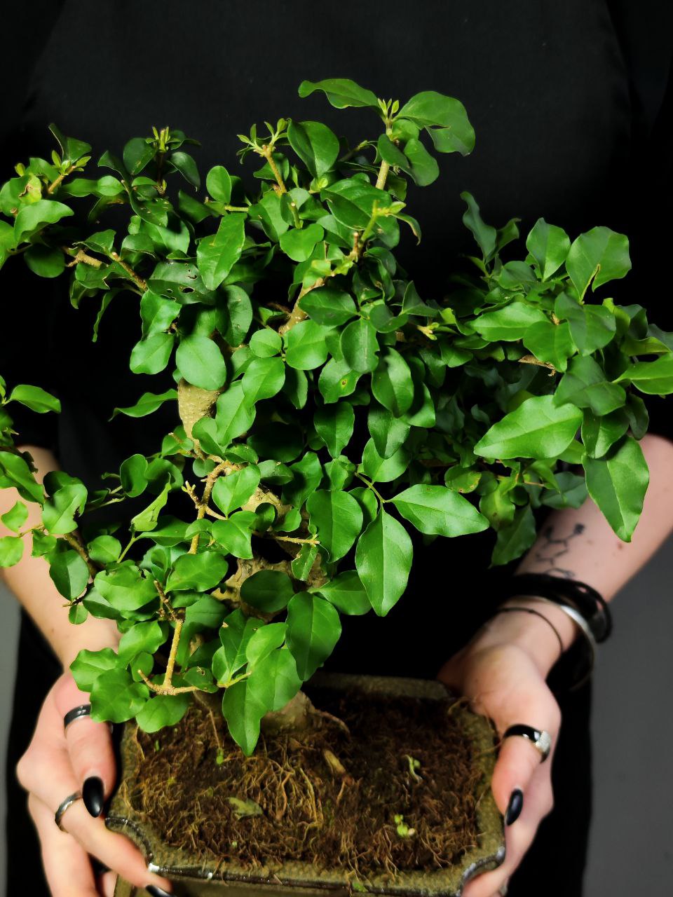 Бонсай Лигуструм (Bonsai Ligustrum) D20см
