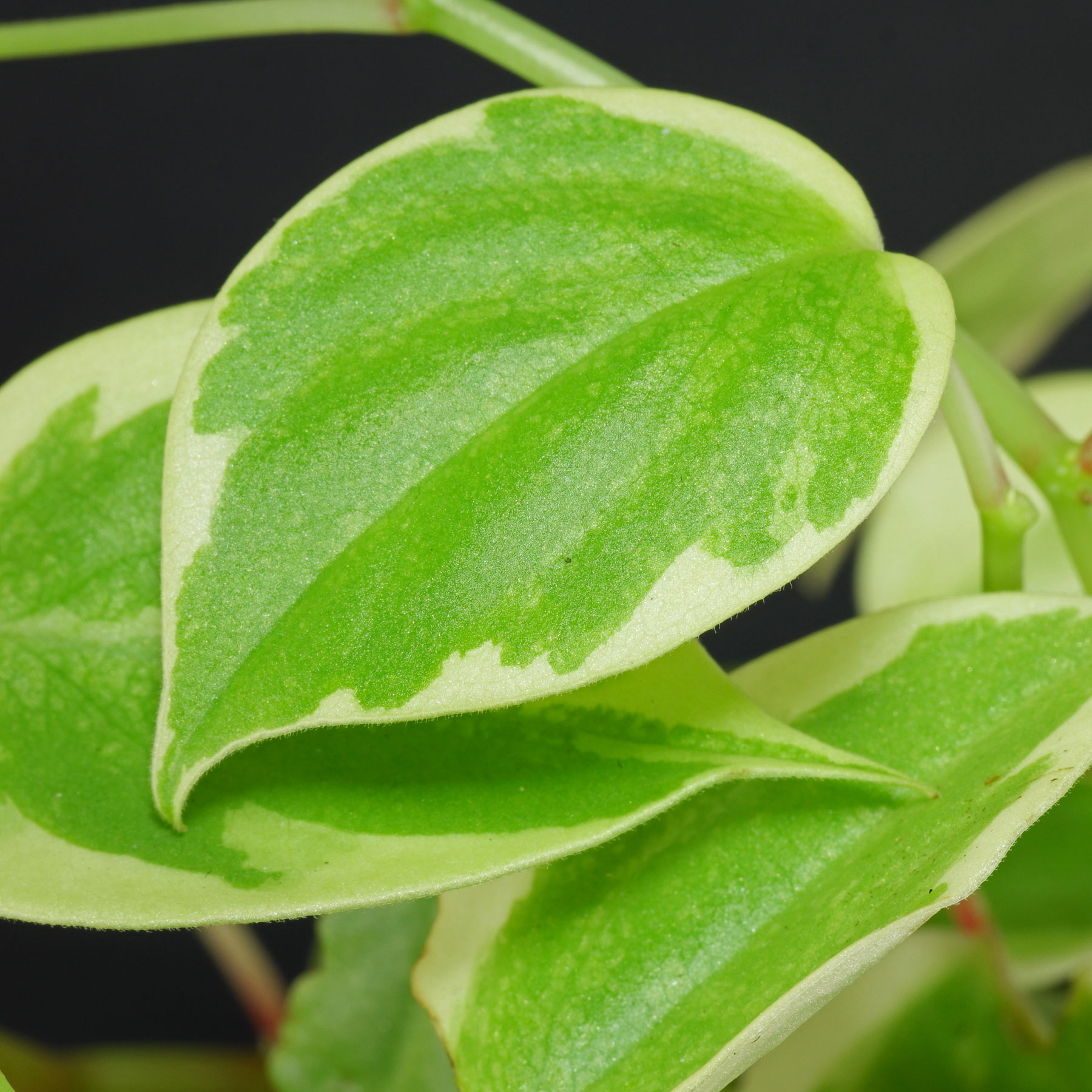 Пеперомия Сканденс Вариегата (Peperomia Scandens Variegata) D12см