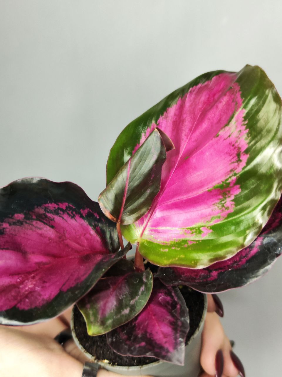 Калатея Розеопикта Кримсон (Calathea Roseopicta Crimson) D6см