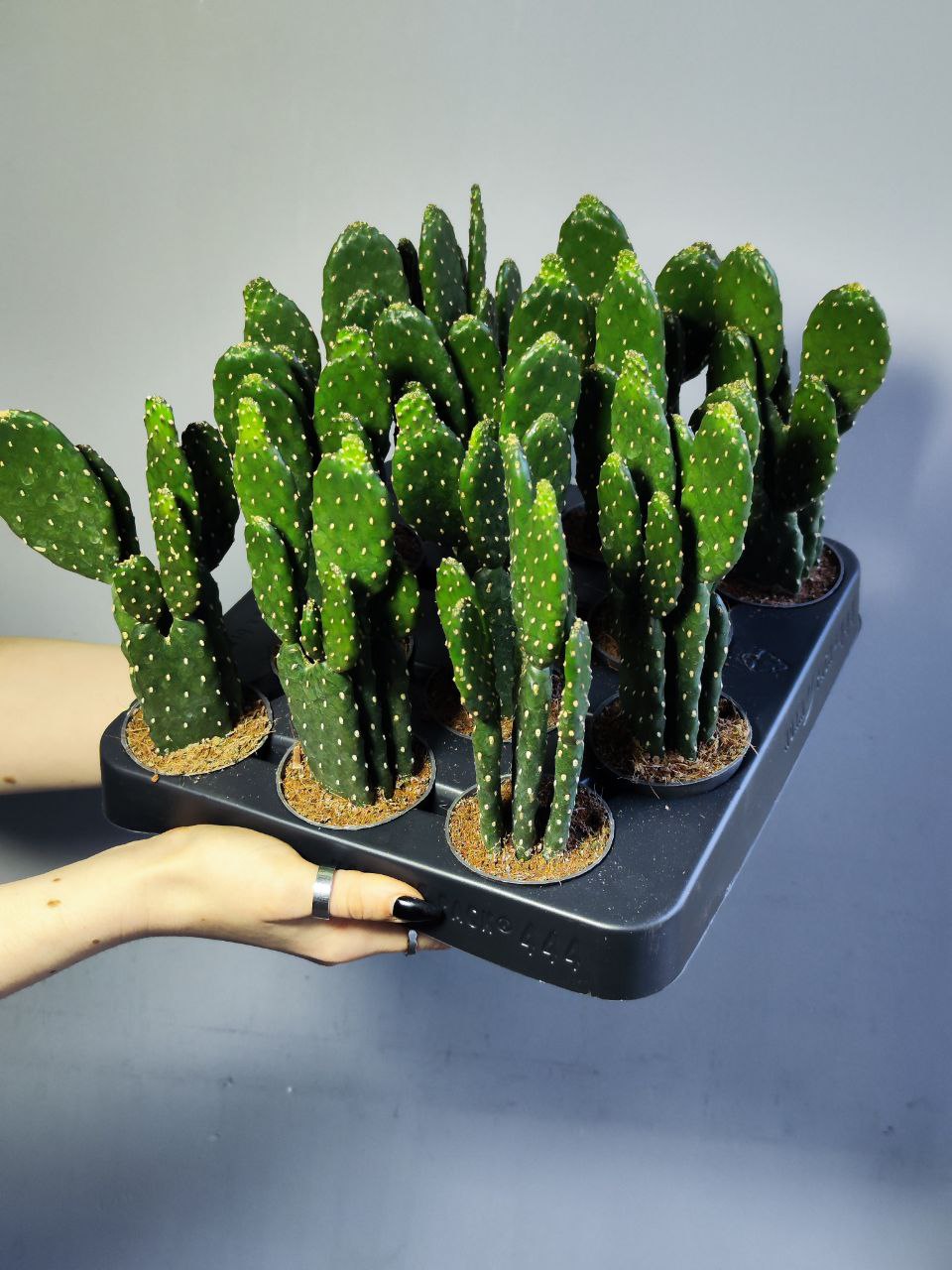 Опунция Рубесценс (Opuntia Rubescens) D6см