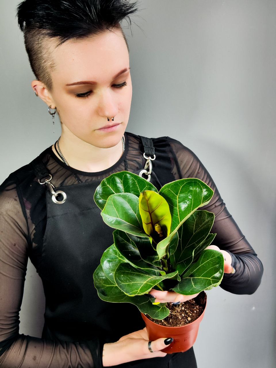 Фикус Лирата Бамбино (Ficus Lyrata Bambino) D12см