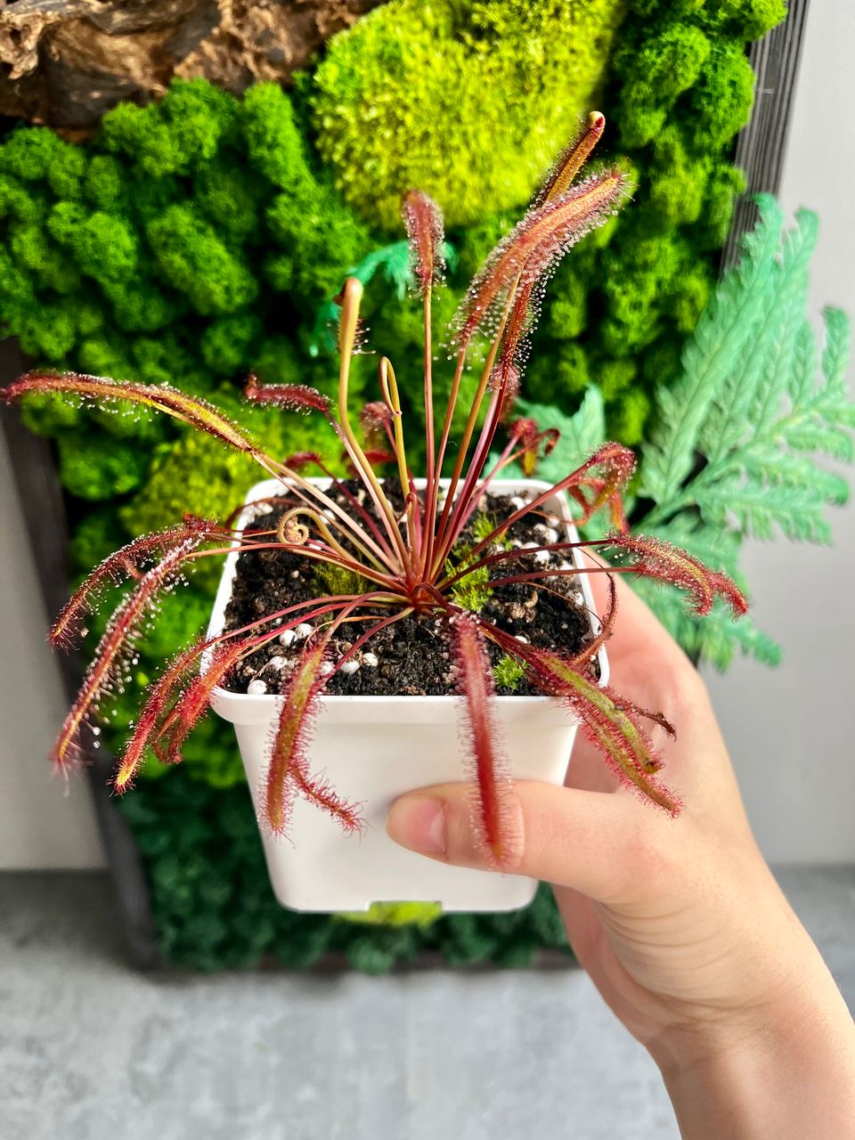 Росянка Капская Красная (Drosera Сapensis Red Leaf) D9см