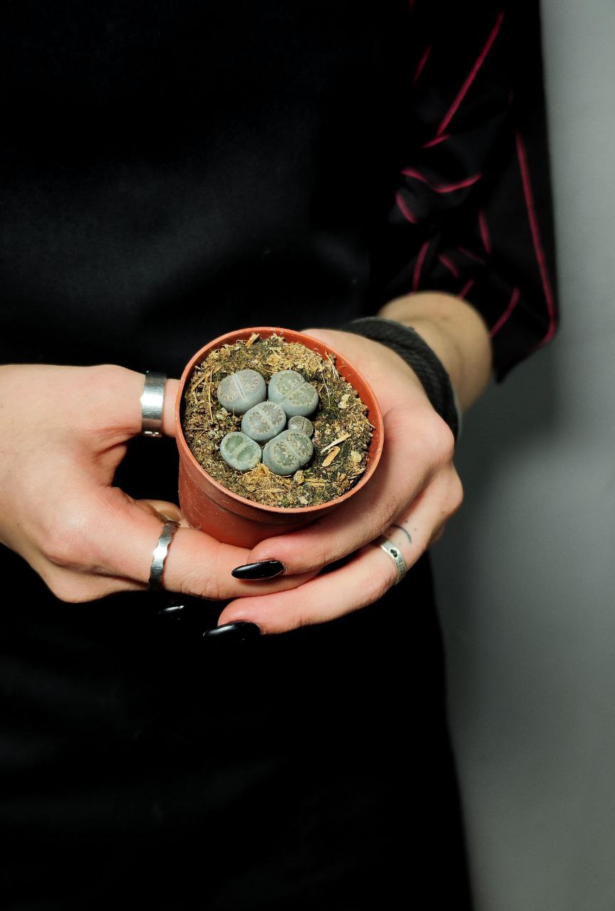 Литопсы Микс Мини (Lithops Mix Mini) D5см