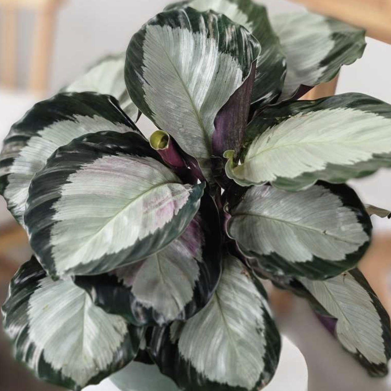 Калатея Корона (Calathea Corona) D12см