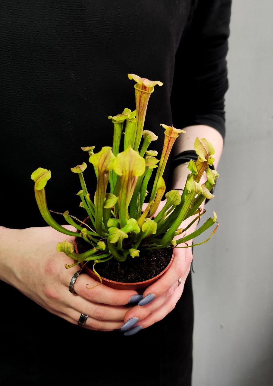 Саррацения Тиго (Sarracenia Tygo) D9см