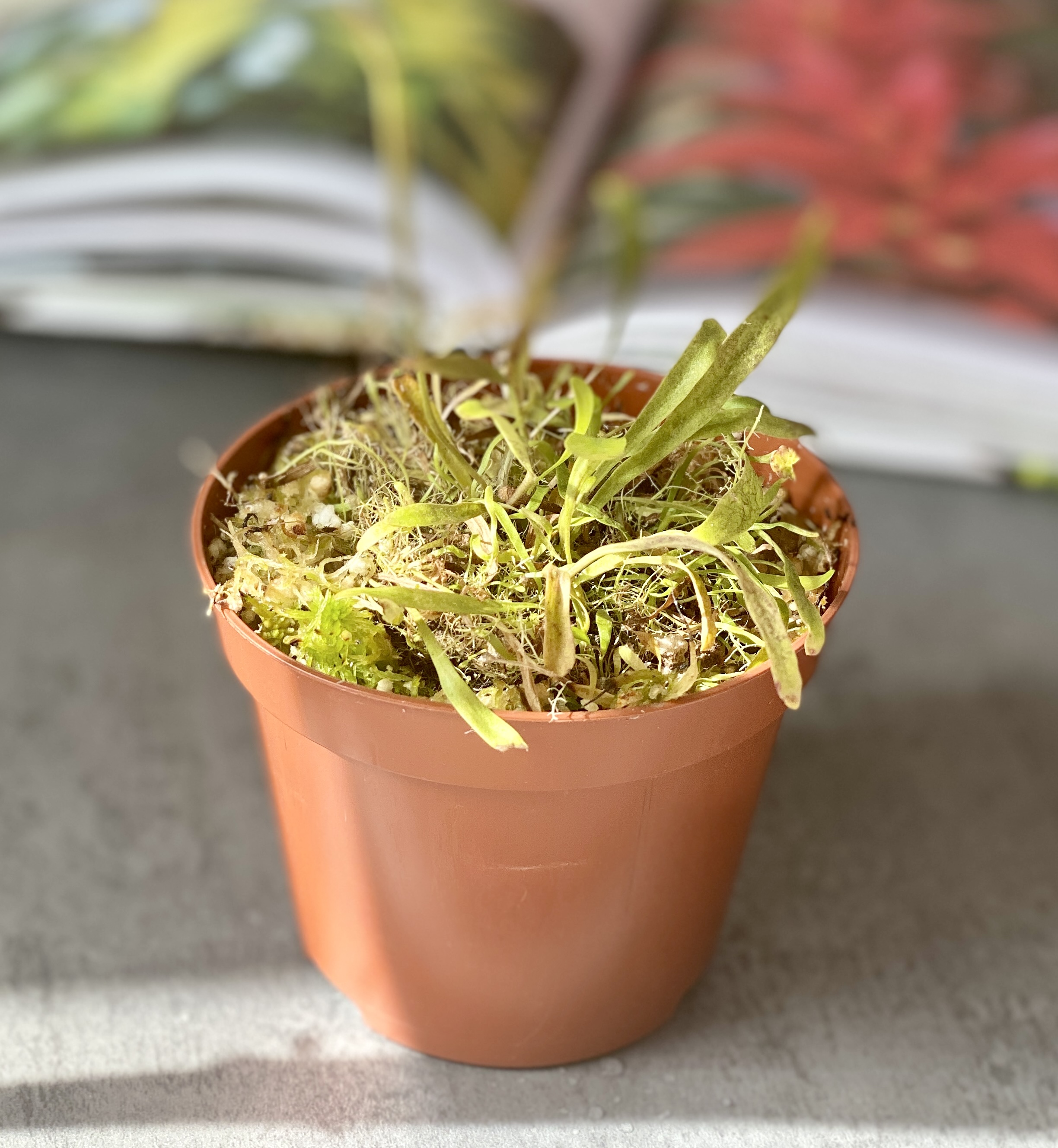 Пузырчатка длиннолистная (Utricularia longifolia) D9см